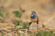 Podróżniczek, Bluethroa...