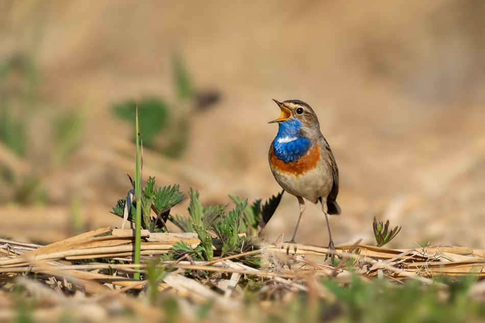 raftik - Podróżniczek, Bluethroat (Luscinia svecica) ... 2020r. . Zdjęcie 266384