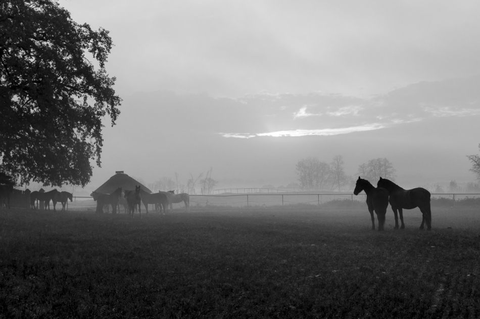 jerzy_safijanski - Relacje. . Zdjęcie 308173