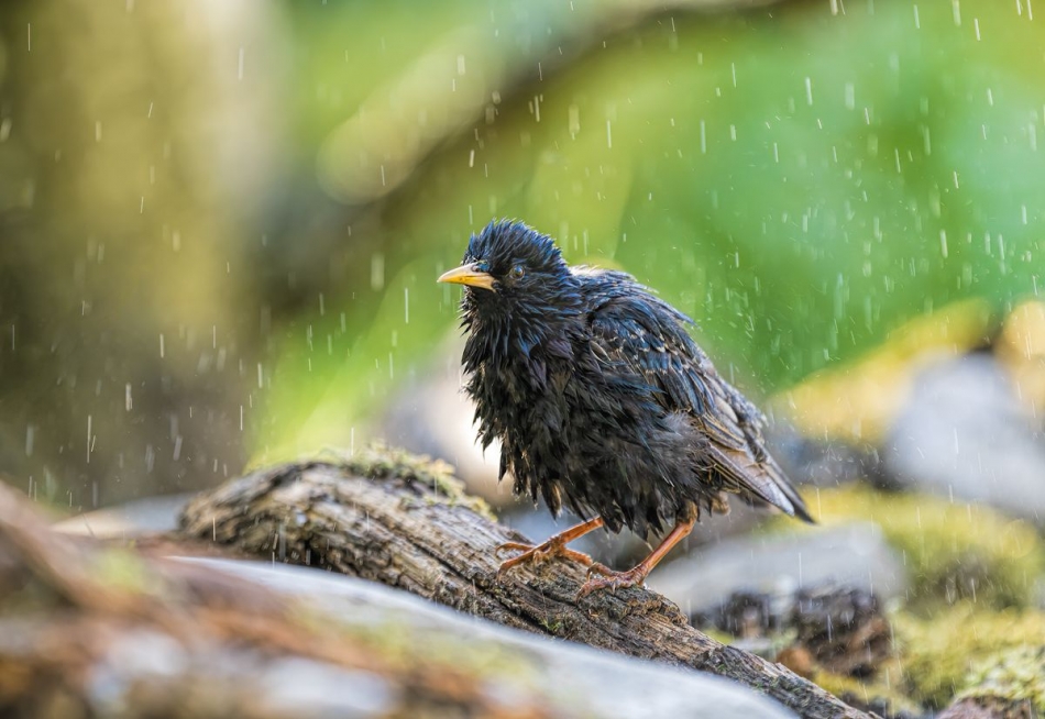 Szpak. . Zdjęcie 336432