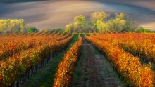 Morawska winnica