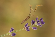 Mantis religiosa