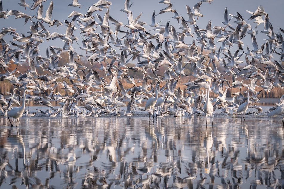 mariok - odlot. . Zdjęcie 336607