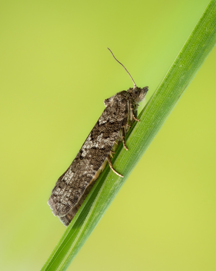 assalga - Motyl z rodzaju Cnephasia (chyba). . Zdjęcie 319359
