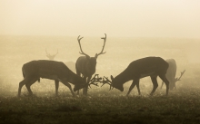 The end of the battle
