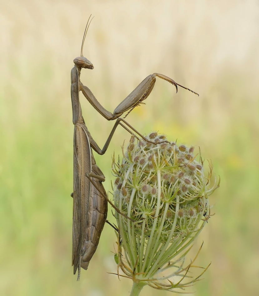 keni - Modliszka. PE proszę.. Zdjęcie 326306