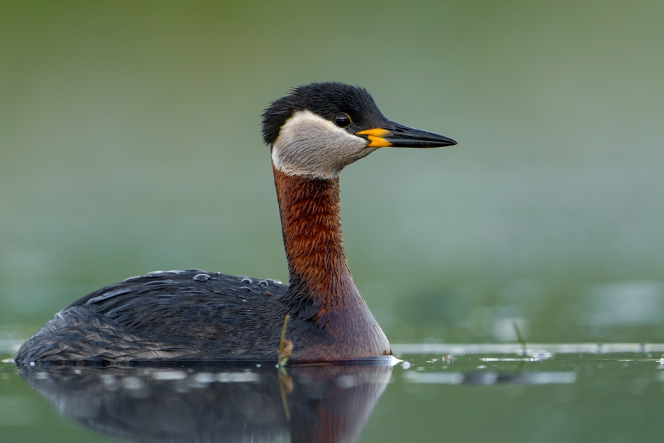 fotodam - Perkoz. Perkoz rdzawoszyi (Podiceps grisegena). Zdjęcie 324745