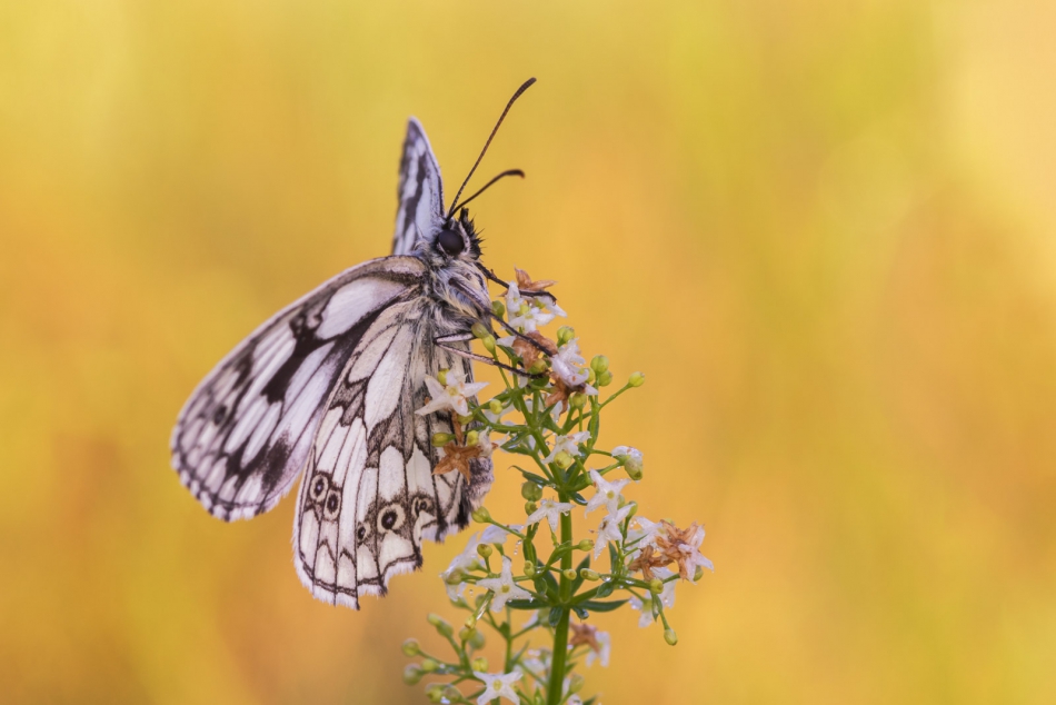 radson_foto - polowiec szachownica (Melanargia galathea). . Zdjęcie 309450