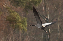 Grus grus