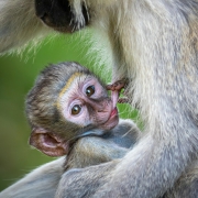 Pora karmienia