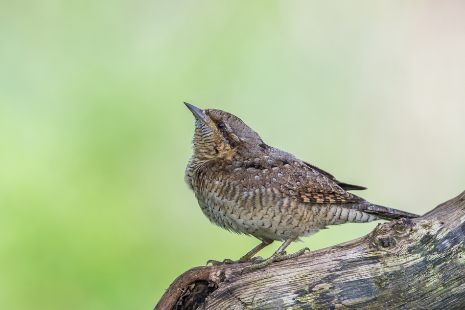 michalbukala - Krętogłów. . Zdjęcie 336826