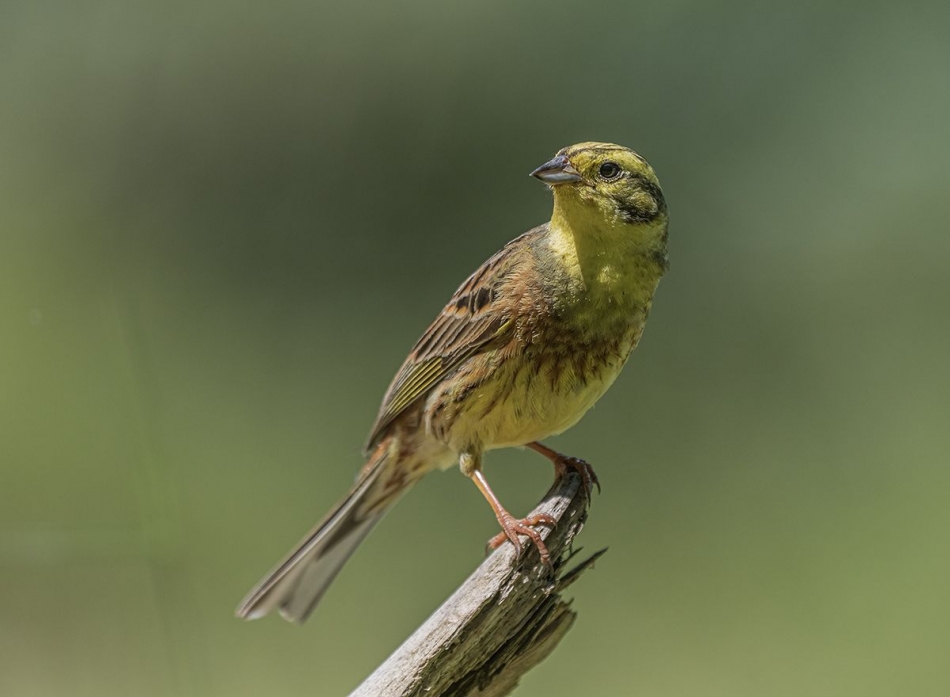 slaw300 - Trznadel. . Zdjęcie 336983