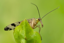 Wojsiłka