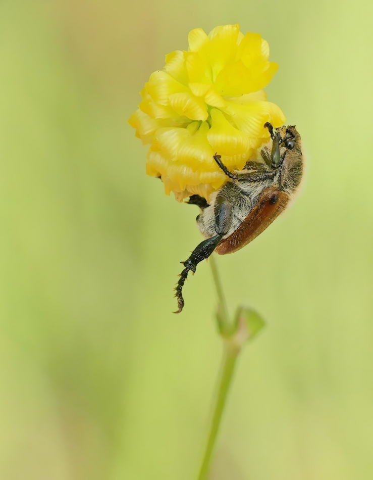 keni - Chrabąszcz majowy (Melolontha melolontha). PE proszę. Zdjęcie 333606
