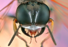 Extreme Macro
