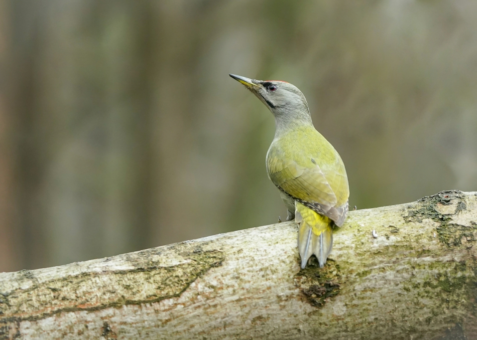 amigamedia - Oliwkowy ptak.  Dzięcioł zielonosiwy (Picus canus) Przyroda naszego regionu - Czyżowice. Sony ILCE-9+Sony SEL200600G FE 200-600mm f/5.6-6.3 G OSS. Przysłona: f/5,6; Czas ekspozycji: 1/250 s; ISO: 2000; Ogniskowa: 298 mm.. Zdjęcie 311546