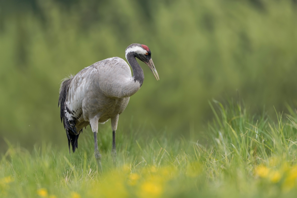 fotodam - W kwiatkach. Żuraw (Grus grus) Common Crane  . Zdjęcie 333364
