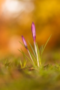 krokus (Crocus)