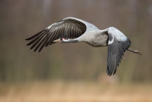 Żuraw, Common Crane (Gr...