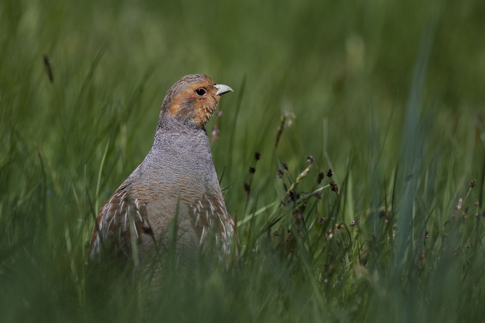 aratta - Kuropatwa (Perdix perdix) . . Zdjęcie 314325