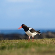 Haematopus ostralegus