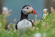 Puffin
