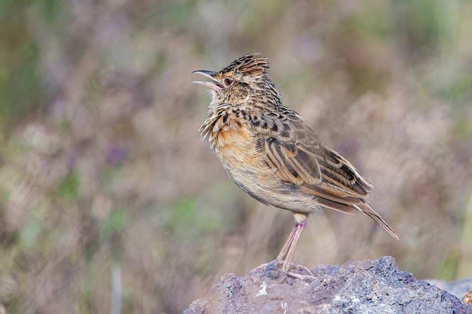 Przemekkaz - Ptasie trele. Skowroniec sawannowy - Serengeti Tanzania. Zdjęcie 332747