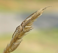 Darownik przedziwny ( P...