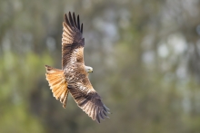Kania Ruda, Red Kite (M...