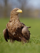 Haliaeetus albicilla