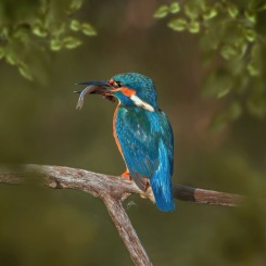 Zimorodek z rybą - letnią porą