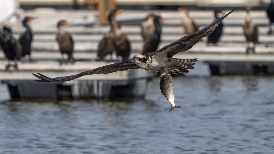 fotosc - . rybolow a w tle kormoran. Zdjęcie 313785