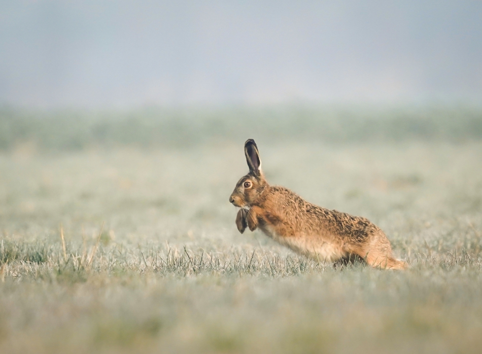 amigamedia - Poranne susy szaraka. Zając szarak - Lepus europaeus Przyroda naszego regionu - Gorzyce. Sony ILCE-9+Sony SEL200600G FE 200-600mm f/5.6-6.3 G OSS. Przysłona: f/6,3; Czas ekspozycji: 1/800 s; ISO: 800; Ogniskowa: 600 mm.. Zdjęcie 313627