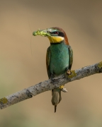 Merops apiaster