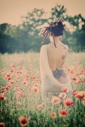 Poppy field