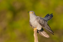 Kukułka, Common Cuckoo ...