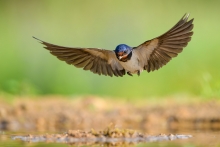 Dymówka, Barn Swallow (...