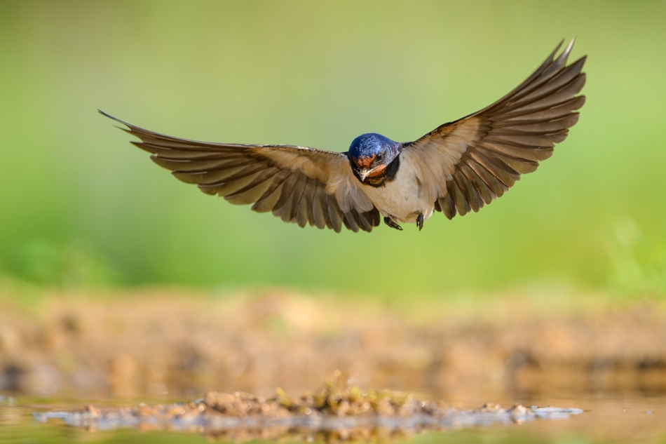 raftik - Dymówka, Barn Swallow (Hirundo rustica) ... . . Zdjęcie 331697