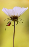 Pod parasolem
