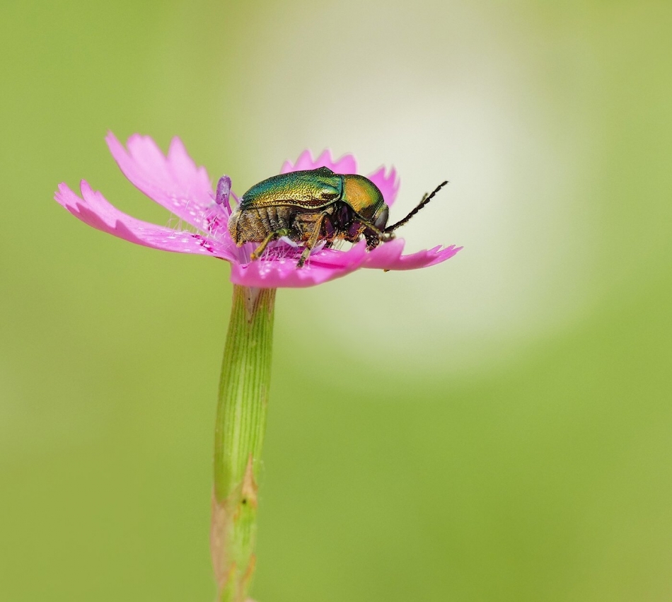keni - Chrysolina fastuosa. PE. Zdjęcie 327225