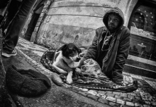 Street Dogs 