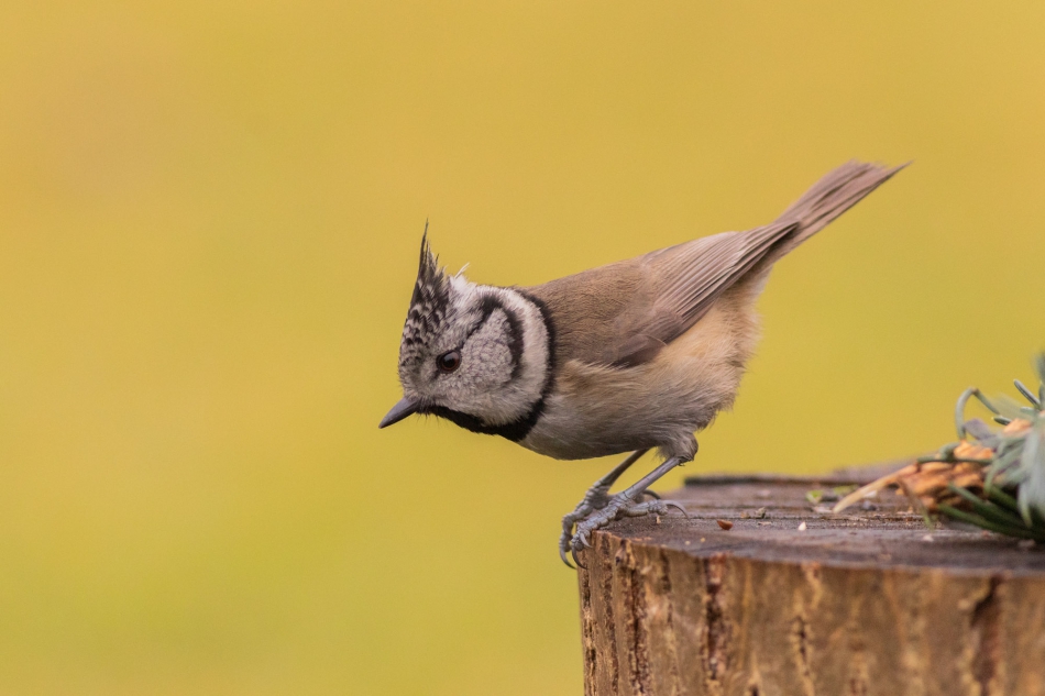 radson_foto - sikorka czubatka (Lophophanes cristatus). . Zdjęcie 297044