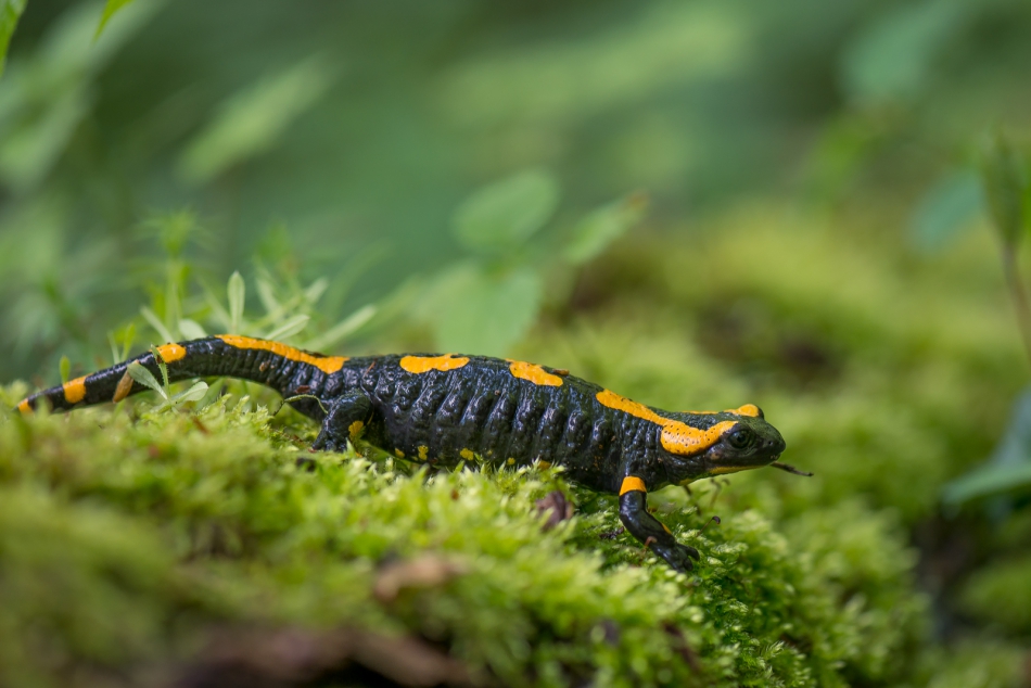 michalbukala - Salamandra plamista. . Zdjęcie 317149