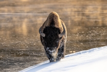 Wieczorem w Yellowstone