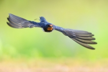 Dymówka, Barn Swallow (...