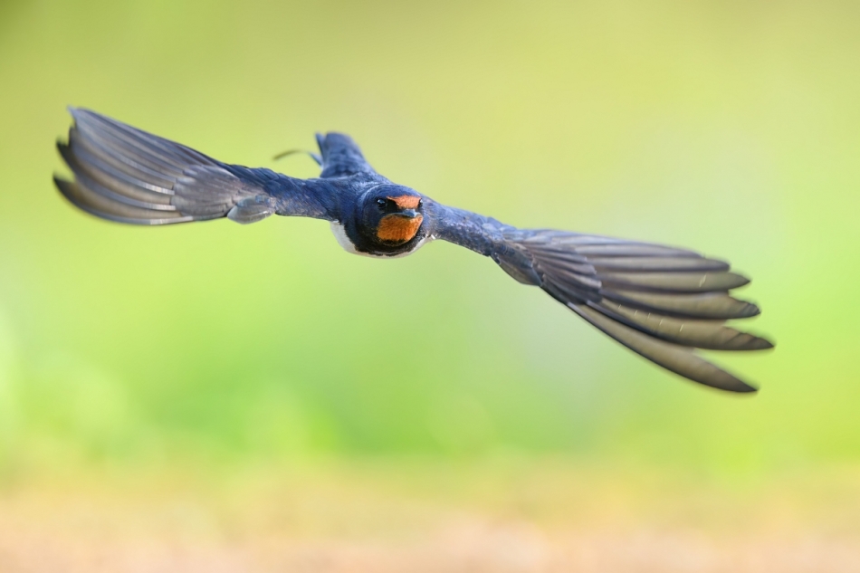 raftik - Dymówka, Barn Swallow (Hirundo rustica) ... 2024r. . Zdjęcie 324709
