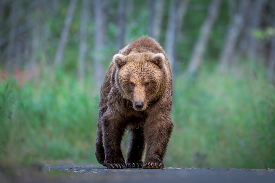 Lilen - Oko w oko. Zaraz po przybyciu do rejonu Brook Falls, każdy odwiedzający przechodzi szkolenie na wypadek spotkania niedźwiedzia. Podstawową zasadą jest to, że jeżeli niedźwiedź porusza się tą samą ścieżką co my, to należy mu ustąpić miejs