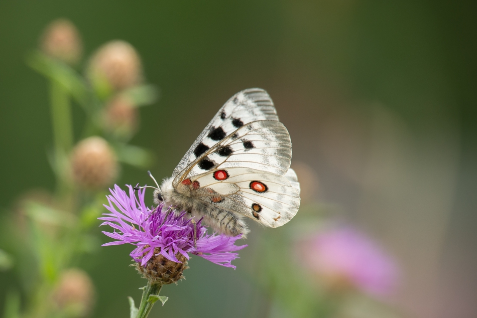 michalbukala - Schmetterling. . Zdjęcie 316796