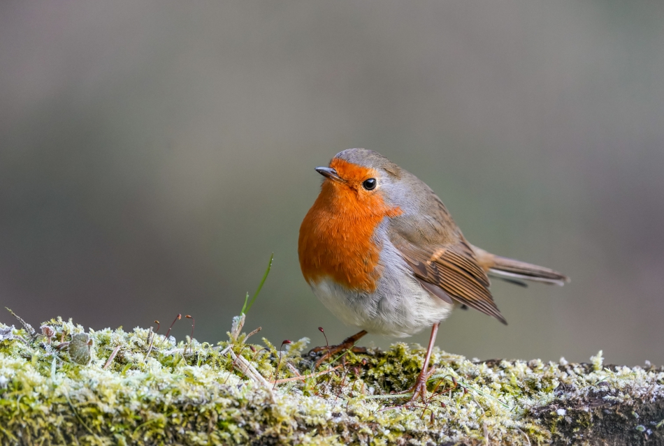 amigamedia - Robin.  Rudzik (Erithacus rubecula) Sony SEL200600G FE 200-600mm f/5.6-6.3 G OSS. Przyroda naszego regionu - Czyżowice. Przysłona: f/6,3; Czas ekspozycji: 1/250 s; ISO: 1600; Ogniskowa: 600 mm.. Zdjęcie 310174