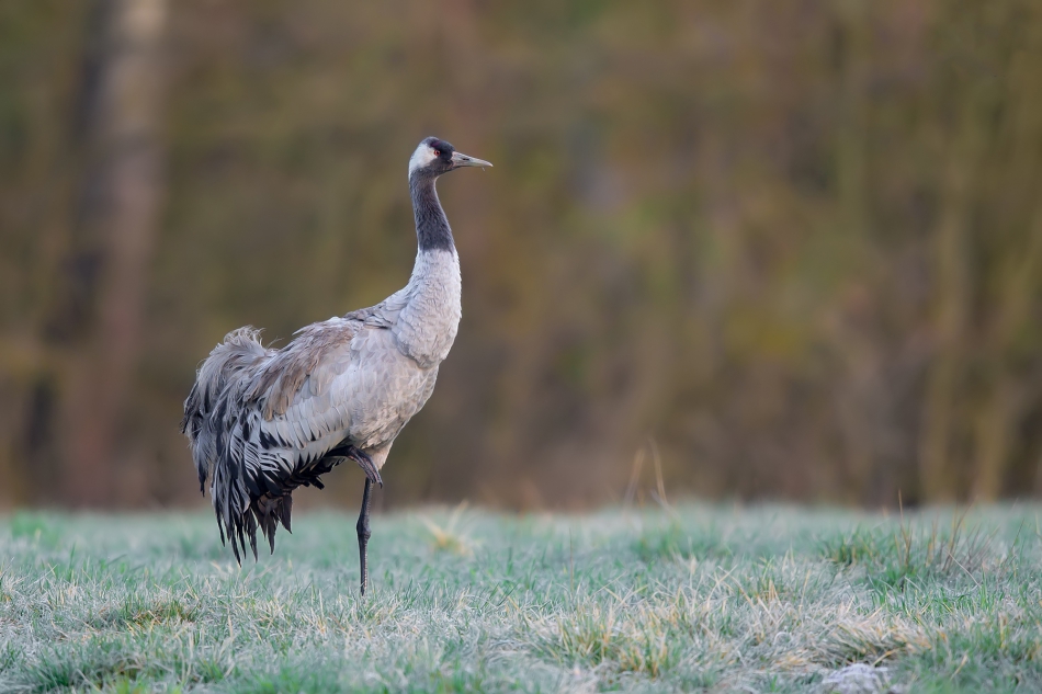 fotodam - W oczekiwaniu na wiosnę. Żuraw. Zdjęcie 312914